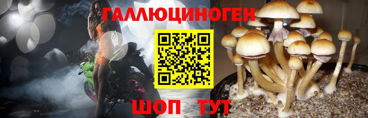 Вятские Поляны  Псилоцибиновые грибы GOLDEN TEACHER  где можно купить   Вход с VPN 